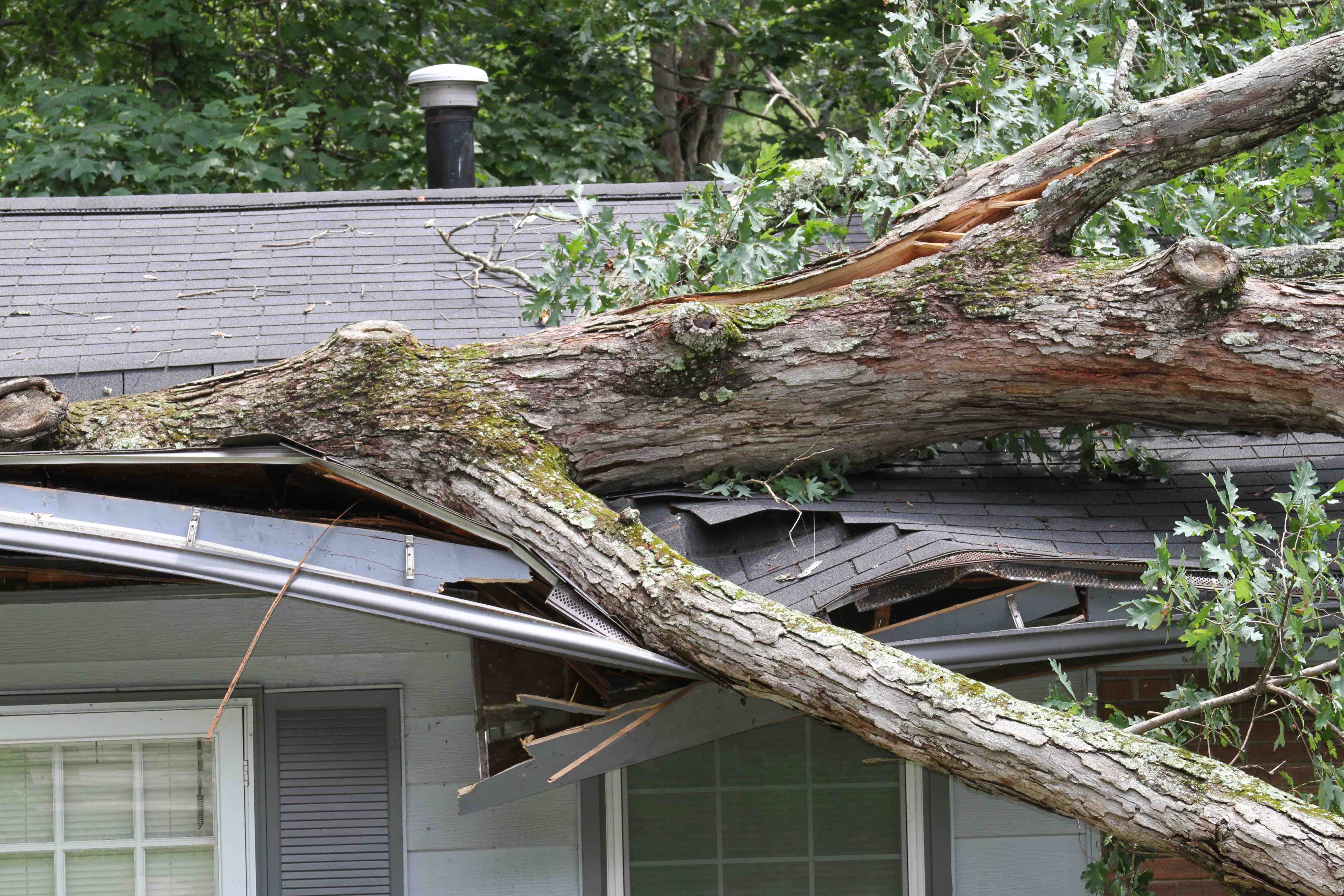 tree fell on roof of home damaging roof and gutter